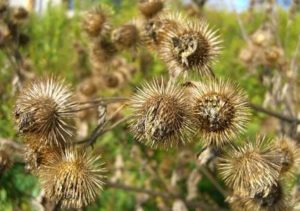 burdock burrs